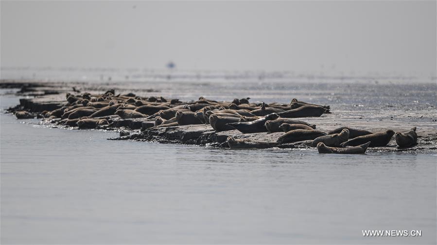 Spotted seals rest on coastal mudflat of Liaodong Bay in NE China CHINA-LIAONING-LIAODONG BAY-SPOTTED SEALS (CN)