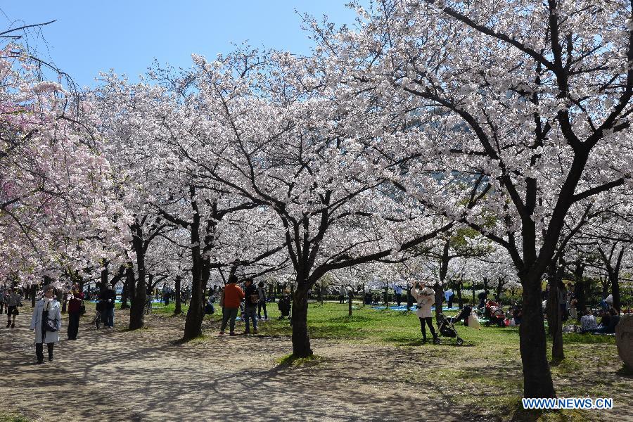 Tourists appreciate cherry blossoms in Osaka,