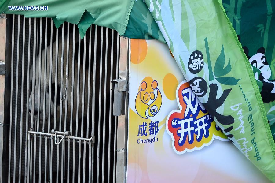 New pair of pandas arrive in Macao(4)
