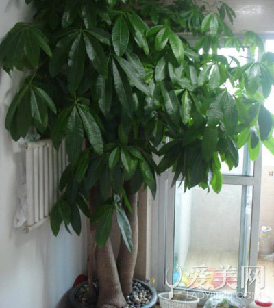 芦荟是空气净化专家﹗14种常见植物有奇效(13