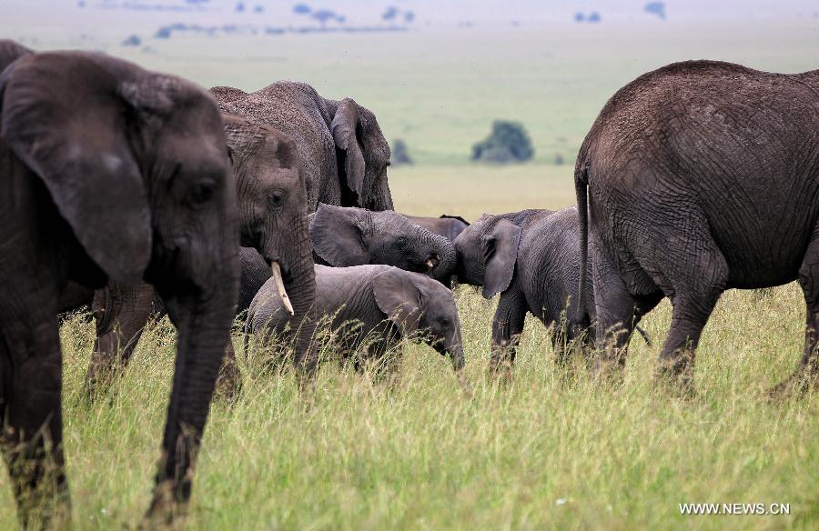 nimal Kingdom: Masai Mara National Reserve 