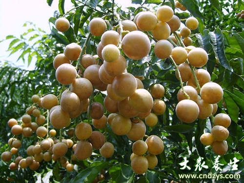 黄皮浑身宝 孕妇如何吃黄皮?