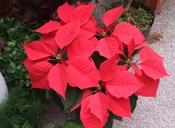 这些多肉植物是有毒的 你造吗?(14)