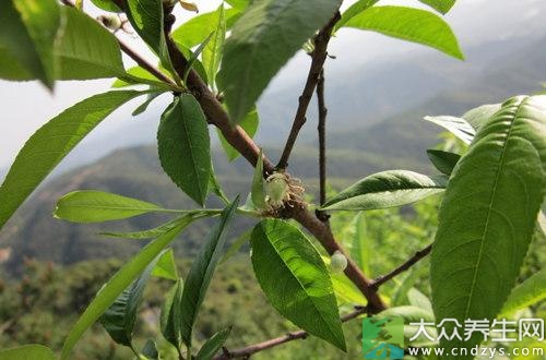 怎么去痱子?9大治疗痱子的偏方推荐(2)_要闻