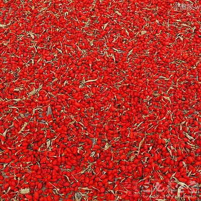 枸杞怎么吃 怎么吃枸杞不上火(11)_要闻 _光明