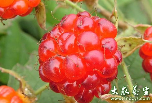 多吃树莓有利于防肝癌(1)