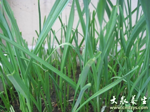 蒜苗的营养价值比大蒜还高﹖(4)