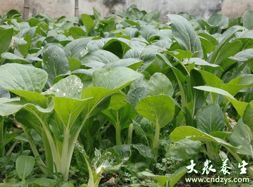 8类便宜食物是天然钙片(1)_要闻 _光明网