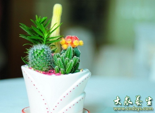 仙人掌防辐射?防辐射流言别信(1)_要闻 _光明