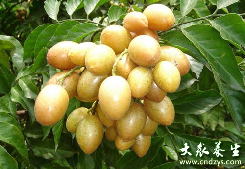 黄皮浑身宝 孕妇如何吃黄皮﹖(1)