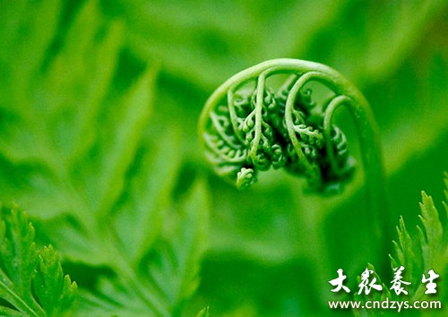 8种防癌野菜医生抢着吃 8种防癌野菜医生抢着吃