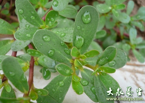 8种防癌野菜医生抢着吃 8种防癌野菜医生抢着吃