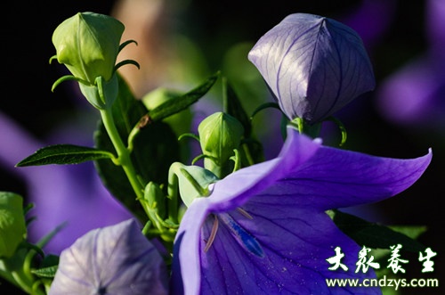 8种防癌野菜医生抢着吃 8种防癌野菜医生抢着吃