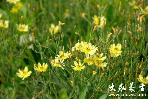8种防癌野菜医生抢着吃 8种防癌野菜医生抢着吃