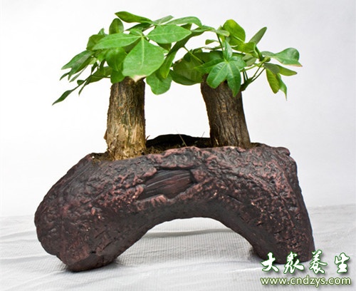 摆在家里最旺财的十种植物(3)