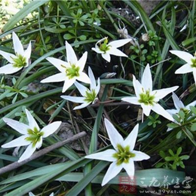 前列腺炎食疗法 男性前列腺炎吃什么好(5)