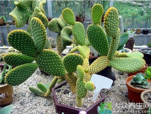 办公桌上放这物易招小人(1)