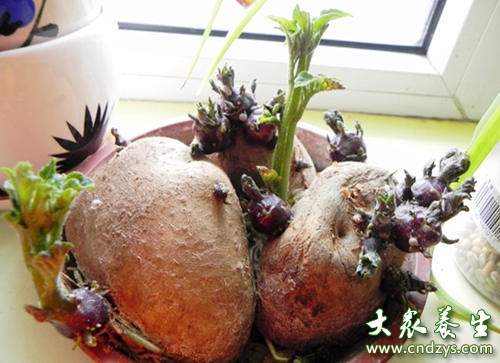 土豆长芽了还能吃吗﹖