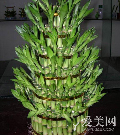 芦荟是空气净化专家﹗14种常见植物有奇效(9)