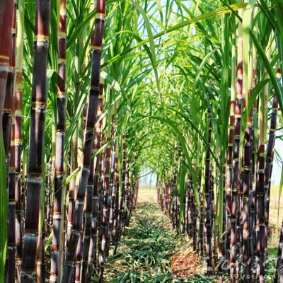 春天 有一种嗓子疼会要人命(1)