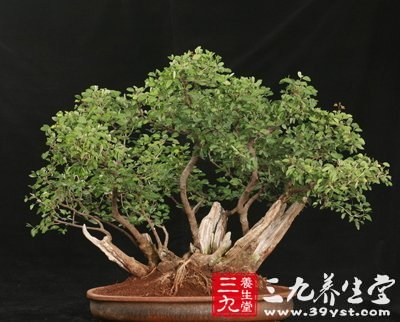 男性的声音暗示一种能力(4)_要闻 _光明网