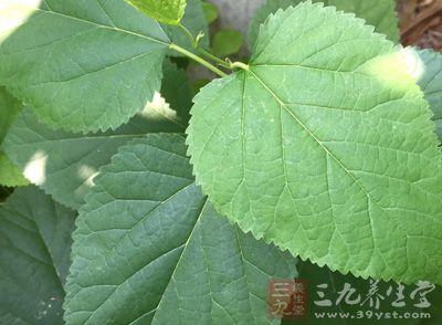 偏方洗头不出一月头发准变黑 偏方洗头不出一月头发准变黑