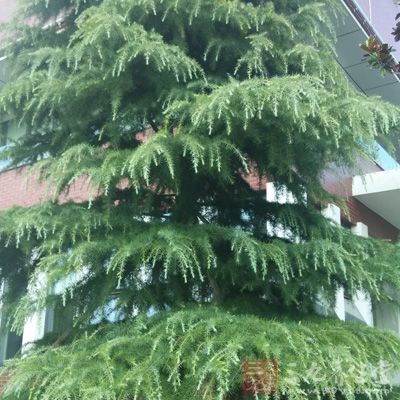偏方洗头不出一月头发准变黑 偏方洗头不出一月头发准变黑