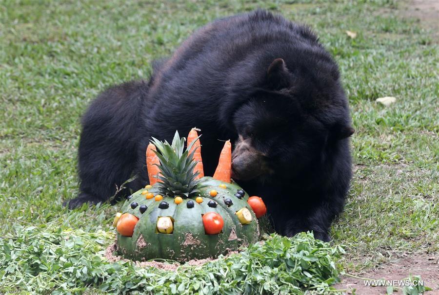 Star the bear marks 16th birthday in Peru(2)