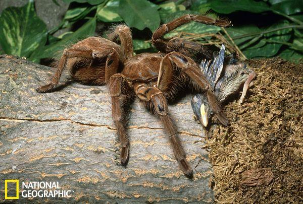 The world's most dangerous animals underwate