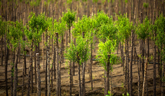 白俄罗斯经济总量相当于_白俄罗斯国立经济大学(3)