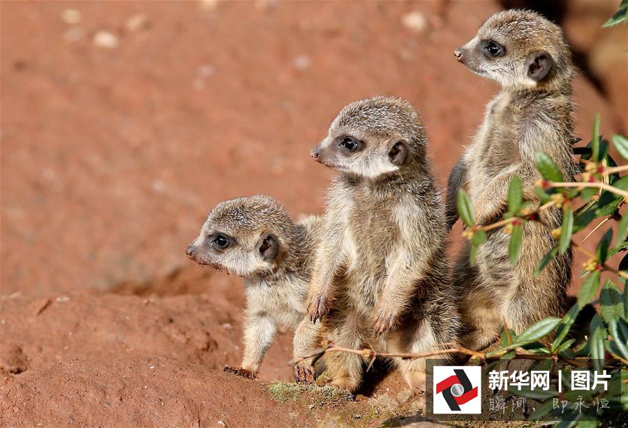 Adorable photos of animals in 2015