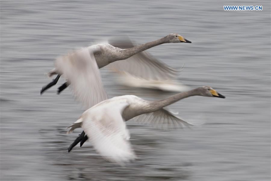 Swans fly over Swan Lake in E China(2)