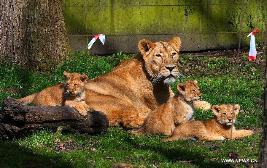 lion cubs play in lanckendael zoo of n belgium