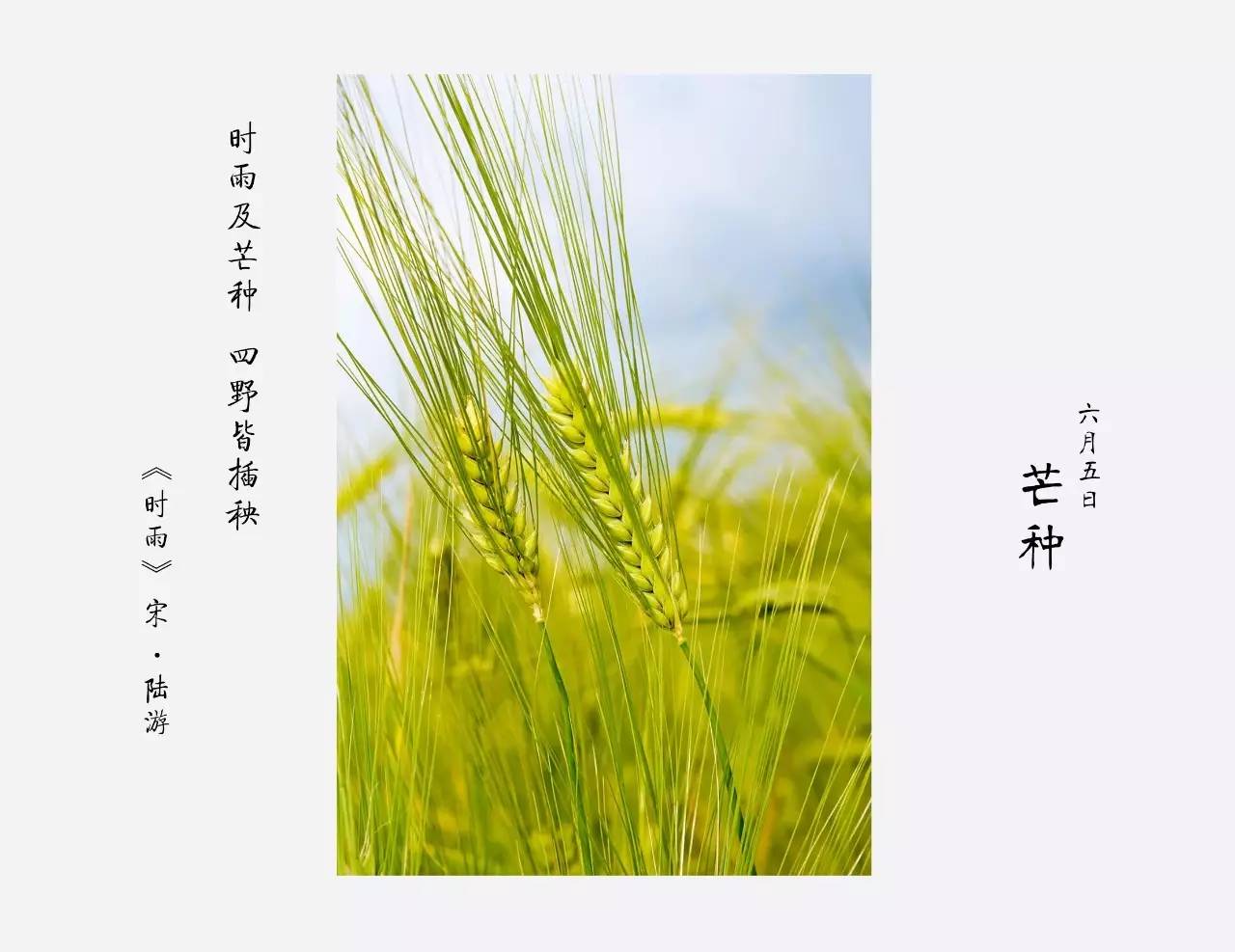 芒种节气的含义 bc305bbef1b218c1caab22.jpg