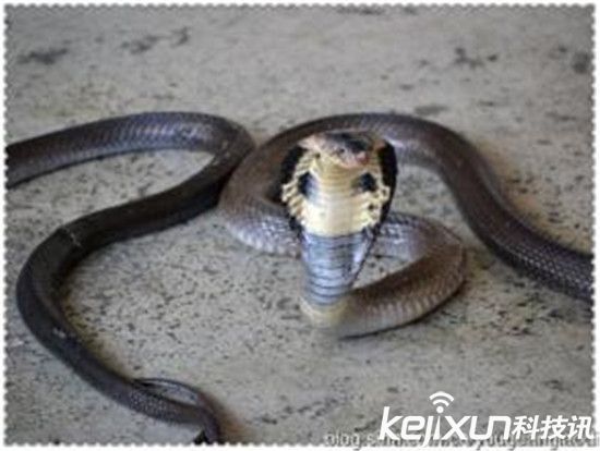 世界上最毒的蛇 眼镜王蛇深藏海底杀人无数!