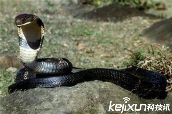 世界上最毒的蛇 眼镜王蛇深藏海底杀人无数!