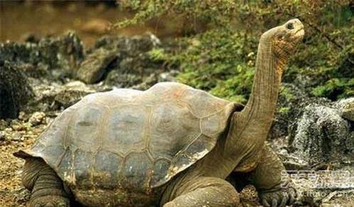 世界上十五只最大的巨无霸动物 鲶鱼长近3米(