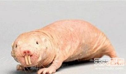 这10种动物竟能够长生不老