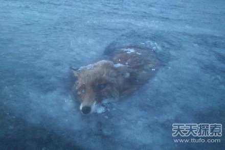 男子带狗去湖面溜冰 却发现惊人一幕(2)