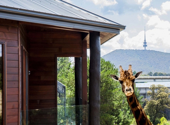 开在动物园的旅馆 睡醒还能喂长颈鹿(4)