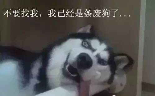 二哈的世界，正常人根本无法融入!(2)_奇闻异事 _光明网