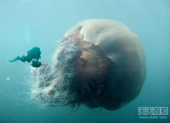 20张震撼海底画面 深海恐惧症者慎入(2)