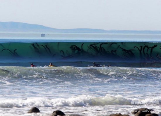 20张震撼海底画面 深海恐惧症者慎入(5)