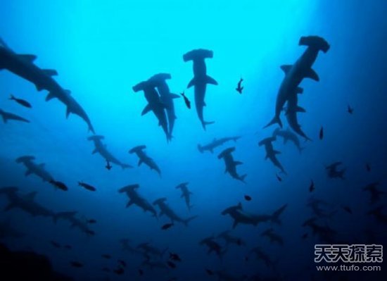 20张震撼海底画面 深海恐惧症者慎入(10)