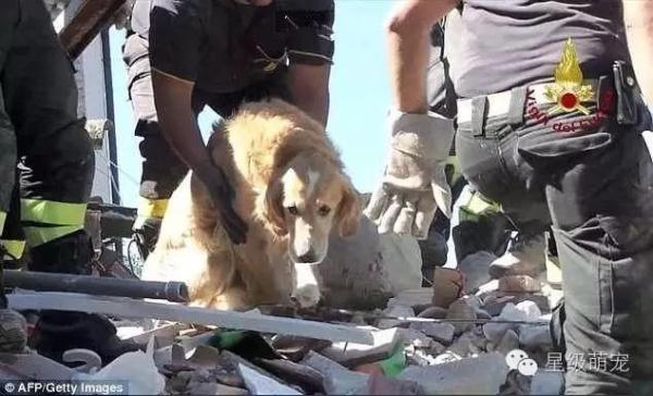 地震后一直找不到金毛犬 9天后废墟中传出熟悉