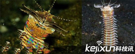 动物界恐怖的海底杀手 博比特虫将猎物瞬间撕