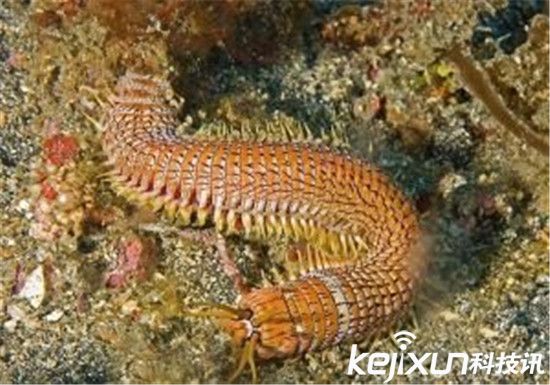 动物界恐怖的海底杀手 博比特虫将猎物瞬间撕