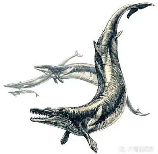 完爆恐龙!那些称霸世界的史前海洋巨兽(3)