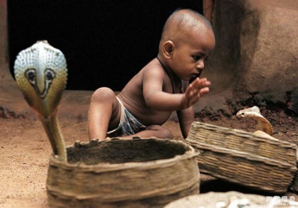 word哥!印度老头常年表演被眼镜蛇咬舌头