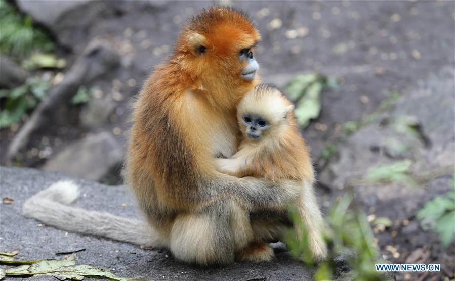 golden monkey,golden fish number of golden monkeys in qinling mountains reaches to 4,400